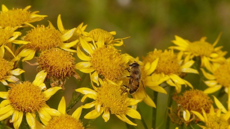 Yellow flowers with a pollinating bee