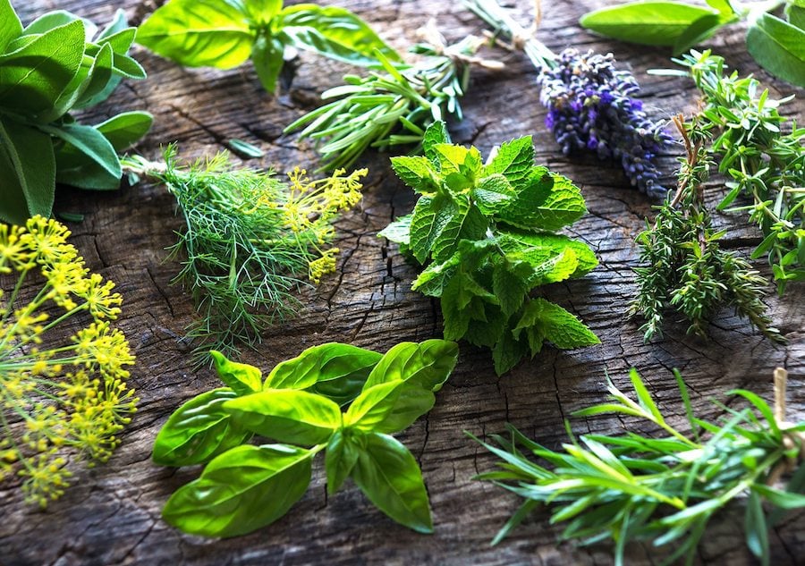 Cut bouquets of green plants laid out to dry